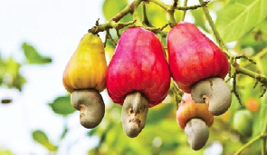Local cashew processors in Ghana rely heavily on foreign trade