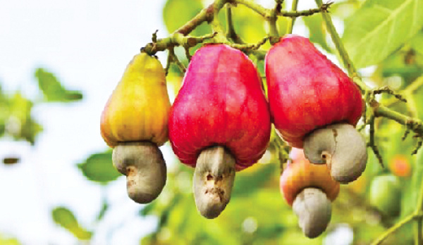 Local cashew processors in Ghana rely heavily on foreign trade