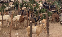 Price of goats and sheep range between GH¢950 and GH¢1,100