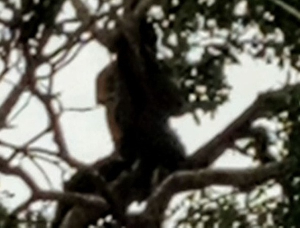 It took a police intervention to rescue the alleged thief