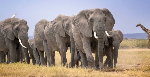 Mysterious deaths of 14 elephants in Kenya prompts urgent inquiry