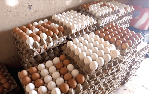 Poultry farmers call for 'Egg a Day' school policy to end export reliance Poultry farmers call for 'Egg a Day' school policy to end export reliance