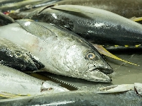 The public is being encouraged to develop a taste for tuna