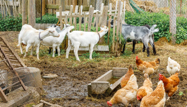 Livestock traders, Ghanaians weigh in on 2025 Christmas sales