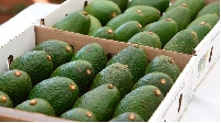 Avocado fruits packaged for export