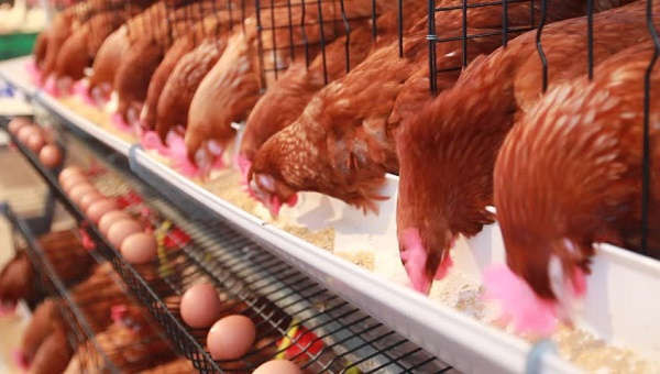 The domestic poultry sector has been hampered by a steady increase in feeding costs