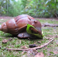 File photo of a snail