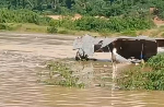 See the only community toilet carried away by floods