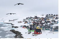 Seagulls fly over the old city of Nuuk, Greenland, March 29, 2025