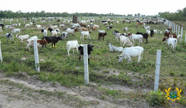 The cattle ranch at Wawase, in Afram Plains