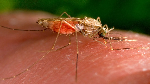 Malaria Malaria Malaria 