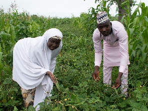 Nigerian farmers show off their GM cowpea fields