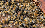 One dead, another in critical condition after wild bees’ attack