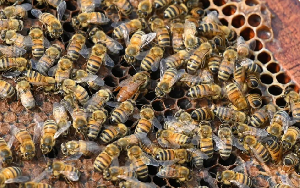 A queen bee, surrounded by worker bees, is pictured on a honeycomb