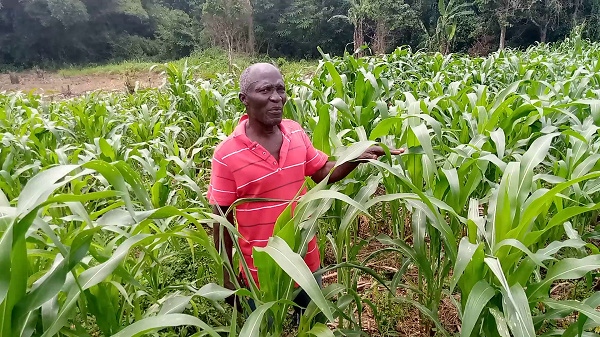 Farmers double revenue with improved cassava cultivation - CSIR study