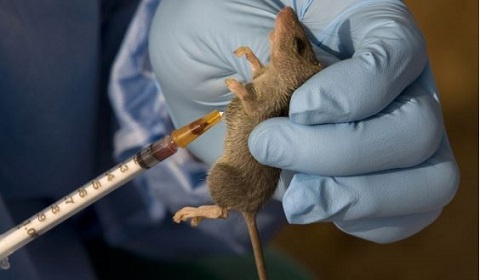 Lassa fever is an animal-borne, or zoonotic, acute viral illness
