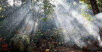 Sunbeams light smoke rising from huts in an Mbuti camp in Okapi Reserve