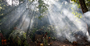 Deep Forest.png