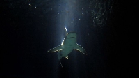 File photo of shark