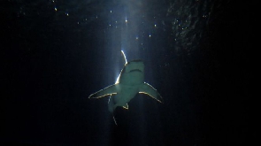 File photo of shark