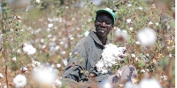 A farmer harvests cotton