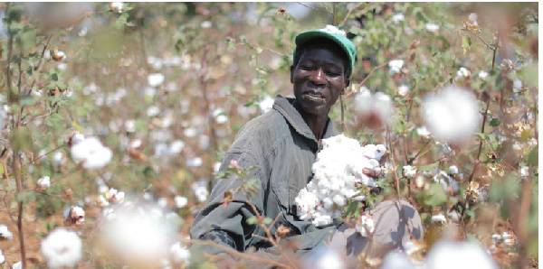 A farmer harvests cotton
