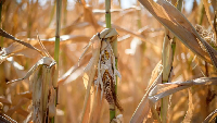 Farmers say they've lost crops because the area received little or no rain since April