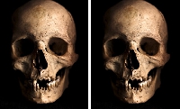Vanderkindere canceled the auction of three African skulls -- Photo Credit: rawpixel.com