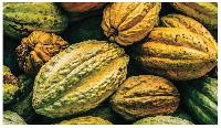 Cocoa is a key export commodity for Ghana