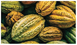 Cocoa is a key export commodity for Ghana