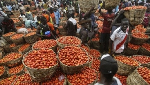Tomatoes Food Insecurity