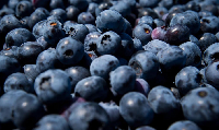Freshly picked blueberries are on display at Emma Lea Farms in Ladner