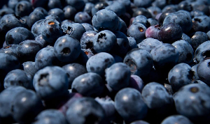 Freshly picked blueberries are on display at Emma Lea Farms in Ladner