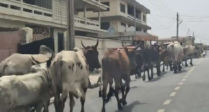 Stray Cattle On Streets 