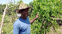 57-year-old Daniel Teye Doku spoke to GhanaWeb in an interview on his farm
