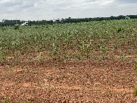 Maize farm dries out, UDS-Nyankpala, Tolon District