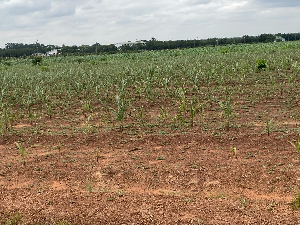 Maize farm dries out, UDS-Nyankpala, Tolon District