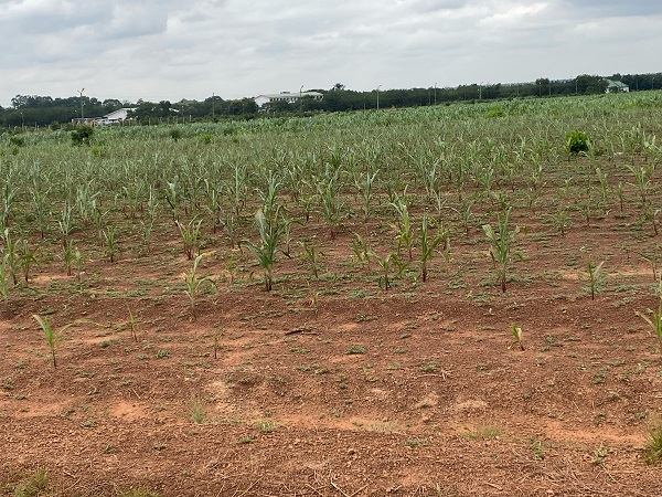 Maize farm dries out, UDS-Nyankpala, Tolon District