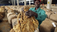 A farmer holding a tobacco crop