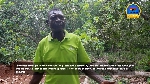 The farmers spoke to GhanaWeb's Frank Aboagye Addo