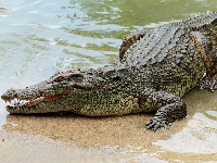 Police find human body parts afta dem kill two big crocodiles painlessly