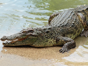 'Crocodile comot my leg’ - How climate change dey bring deadly animals closer to humans