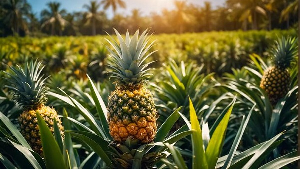 File photo of pineapple farming