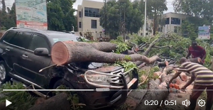 Tree Fell On Car .png