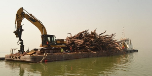 File photo of tree stumps