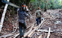 A checkpoint have been opened to check illegal logging in the country