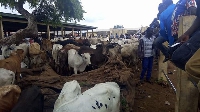 A cattle market in Tamale