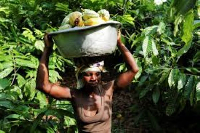 A farmer carries harvested cocoa pods at a farm in Assin Foso, Ghana