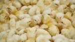 'Nkoko Nketenkete' Programme: Ashanti Region receives 250,083-day-old chicks