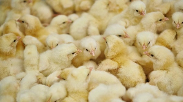 The initiative is projected to impact more than 55,000 households nationwide